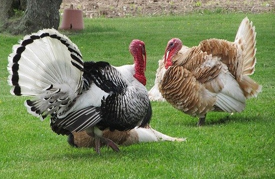 Watch out for road turkeys.